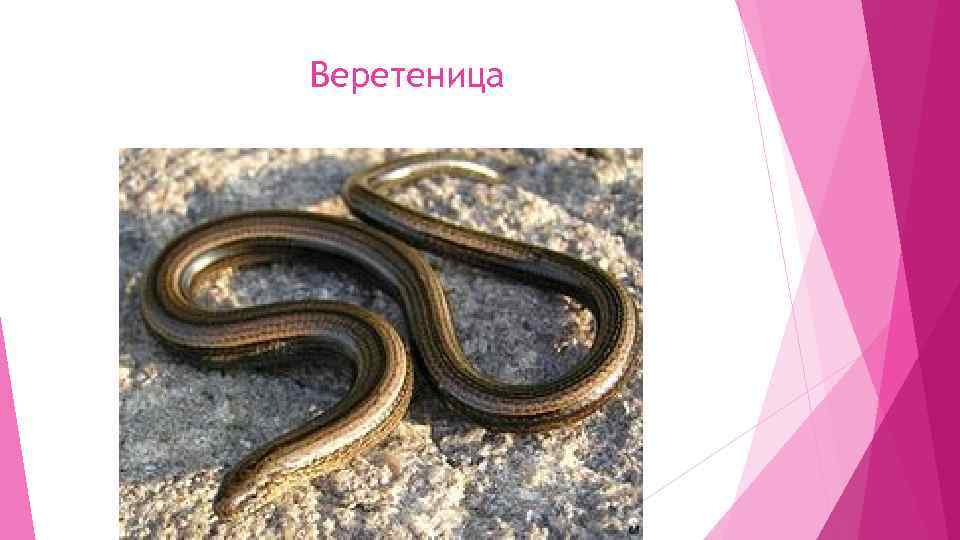 Медянка и веретеница отличия фото