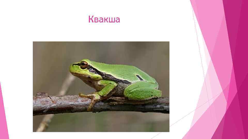 Квакша 