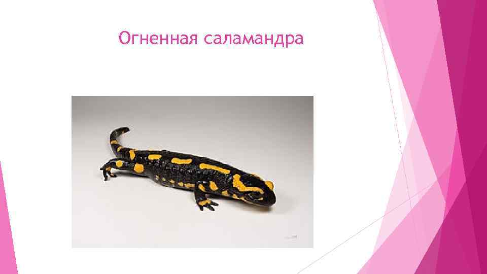 Огненная саламандра 