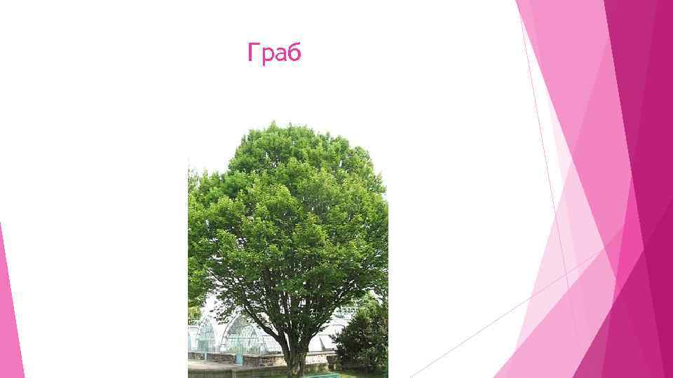 Граб 