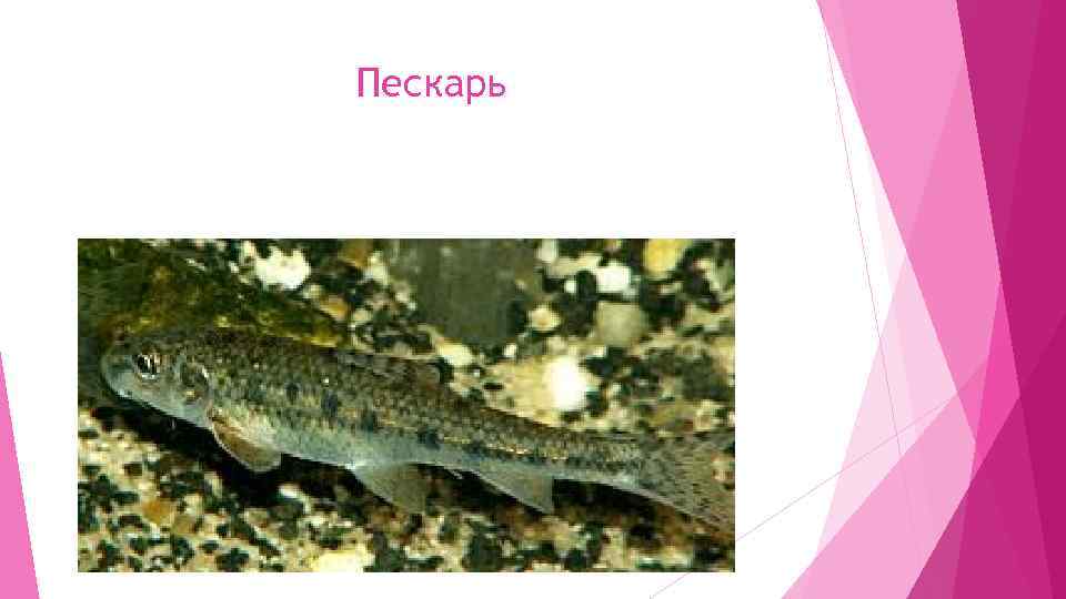 Пескарь 