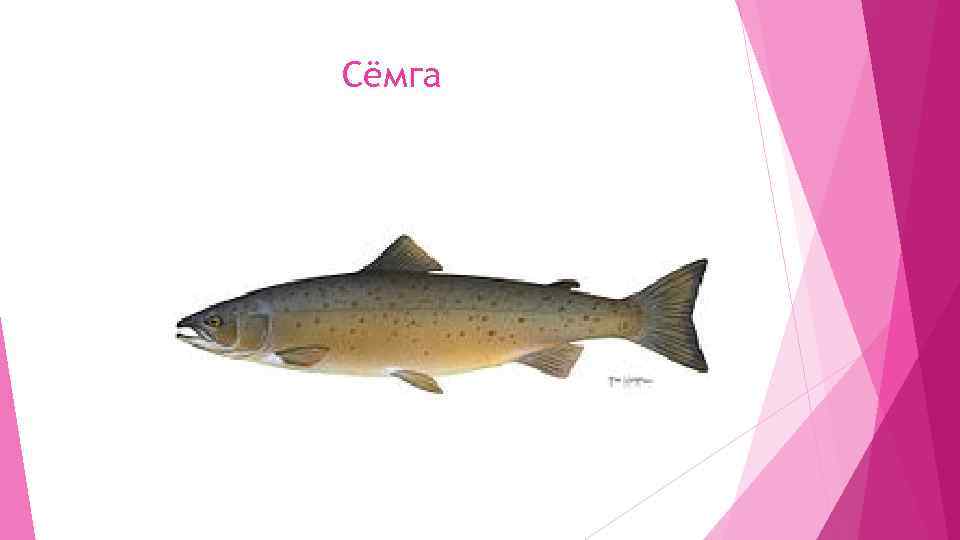 Сёмга 