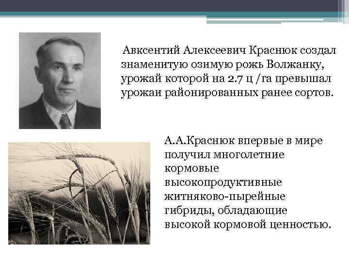  Авксентий Алексеевич Краснюк создал знаменитую озимую рожь Волжанку, урожай которой на 2. 7