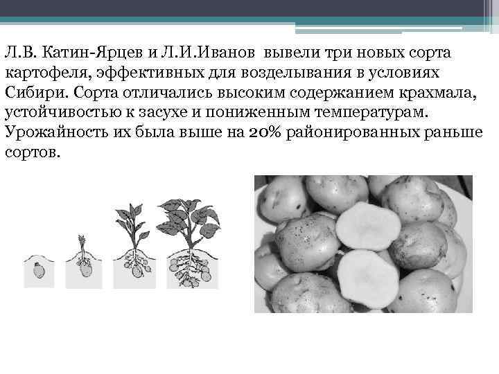 Л. В. Катин-Ярцев и Л. И. Иванов вывели три новых сорта картофеля, эффективных для