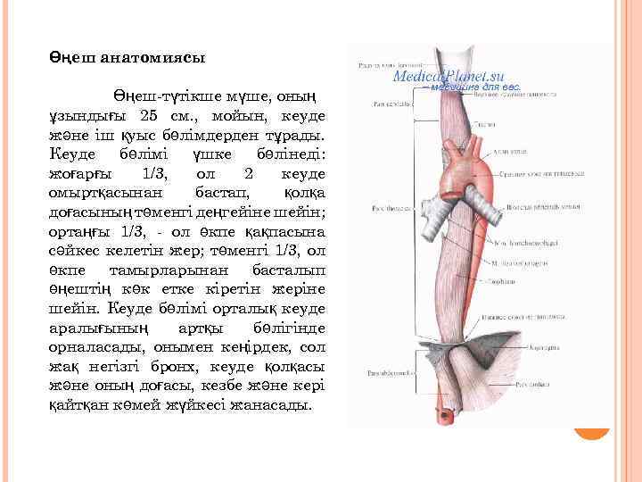 Өңеш анатомиясы Өңеш-түтікше мүше, оның ұзындығы 25 см. , мойын, кеуде және іш қуыс
