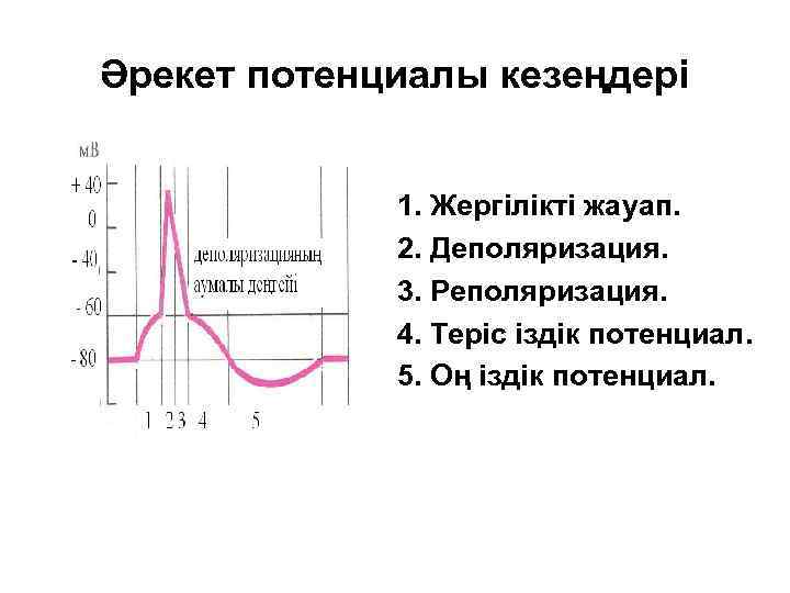 Әрекет потенциалы кезеңдері 1. Жергілікті жауап. 2. Деполяризация. 3. Реполяризация. 4. Теріс іздік потенциал.