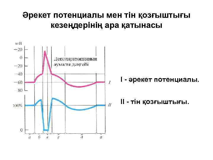 Әрекет потенциалы мен тін қозғыштығы кезеңдерінің ара қатынасы І - әрекет потенциалы. ІІ -