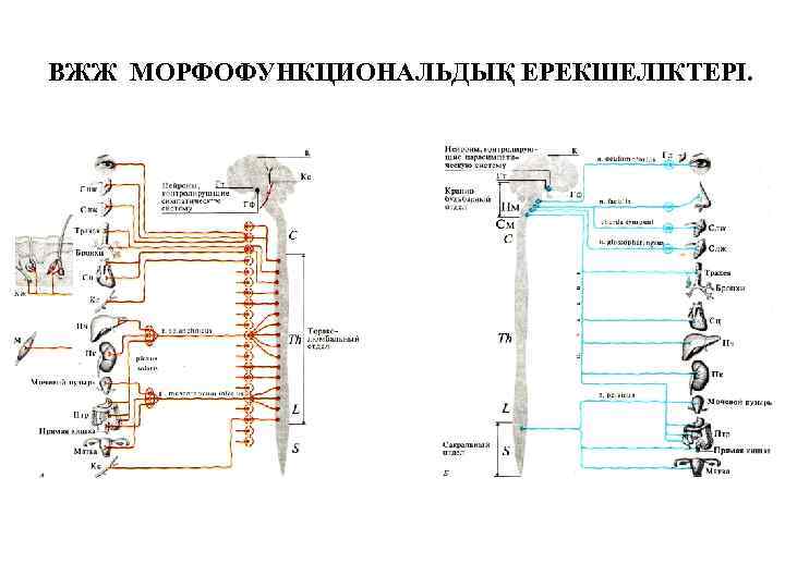 ВЖЖ МОРФОФУНКЦИОНАЛЬДЫҚ ЕРЕКШЕЛІКТЕРІ. 