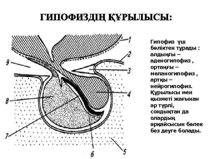 Гипофиз үш бөліктен тұрады : алдыңғы – аденогипофиз , ортаңғы – меланогипофиз , артқы