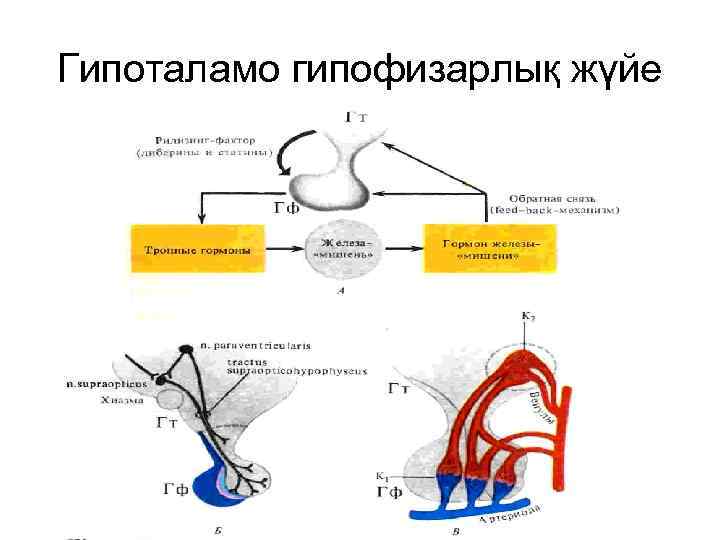 Гипоталамо гипофизарлық жүйе 