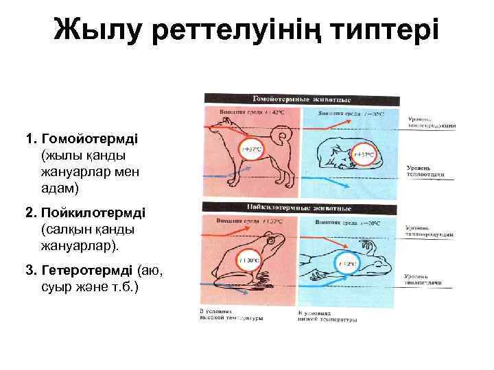 Жылу реттелуінің типтері 1. Гомойотермді (жылы қанды жануарлар мен адам) 2. Пойкилотермді (салқын қанды