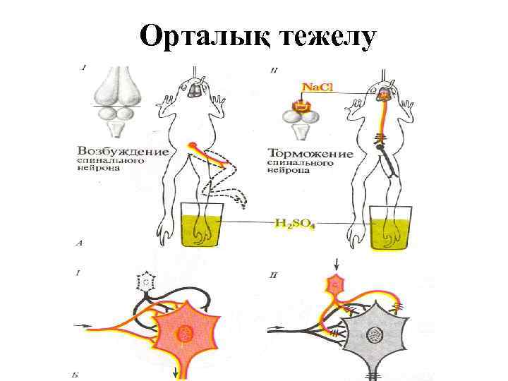 Орталық тежелу 