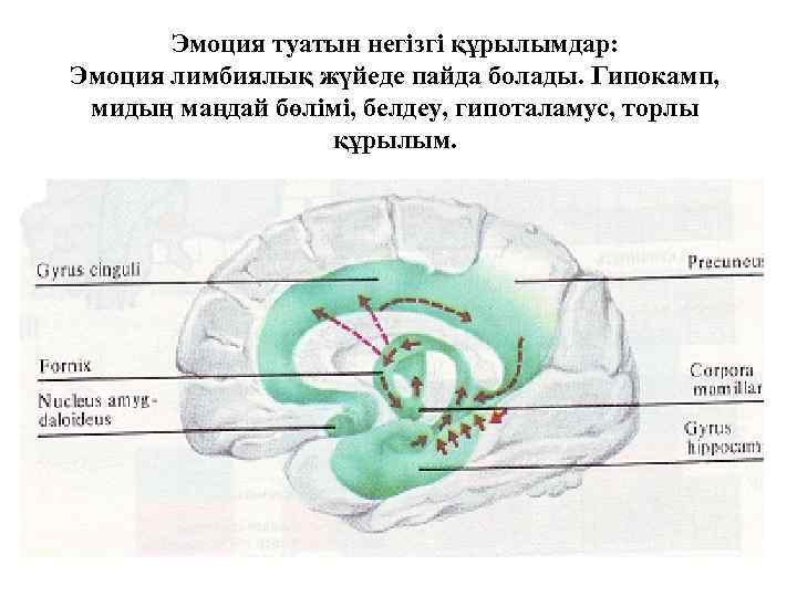 Эмоция туатын негізгі құрылымдар: Эмоция лимбиялық жүйеде пайда болады. Гипокамп, мидың маңдай бөлімі, белдеу,