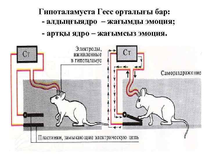Гипоталамуста Гесс орталығы бар: - алдыңғыядро – жағымды эмоция; - артқы ядро – жағымсыз