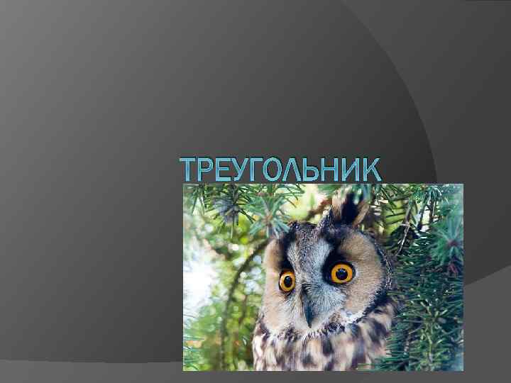 ТРЕУГОЛЬНИК 