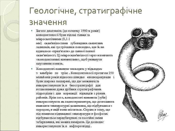 Геологічне, стратиграфічне значення Багато десятиліть (до початку 1980 -х років) конодонтоносії були відомі тільки