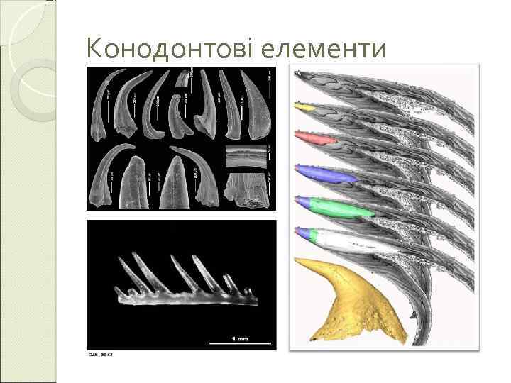 Конодонтові елементи 