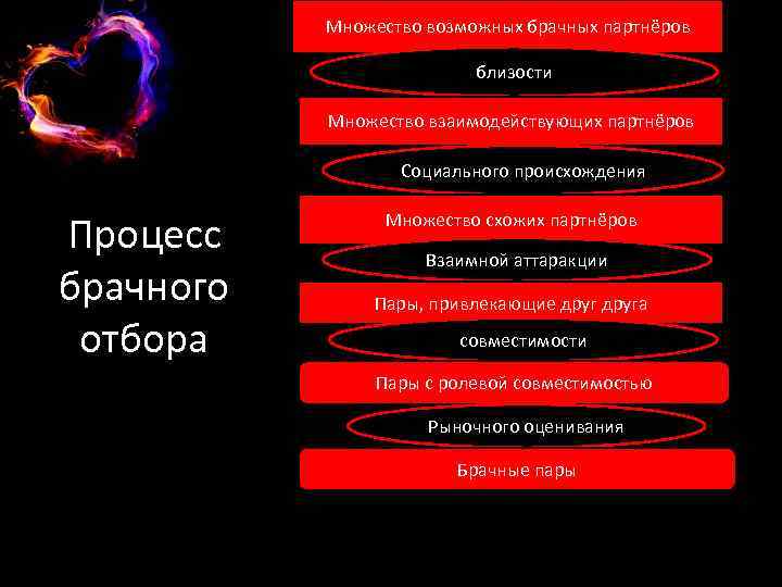 Множество возможных брачных партнёров близости Множество взаимодействующих партнёров Социального происхождения Процесс брачного отбора Множество