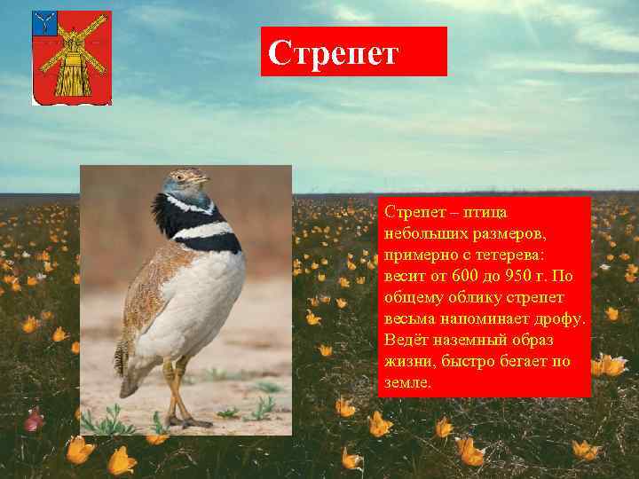 Стрепет – птица небольших размеров, примерно с тетерева: весит от 600 до 950 г.