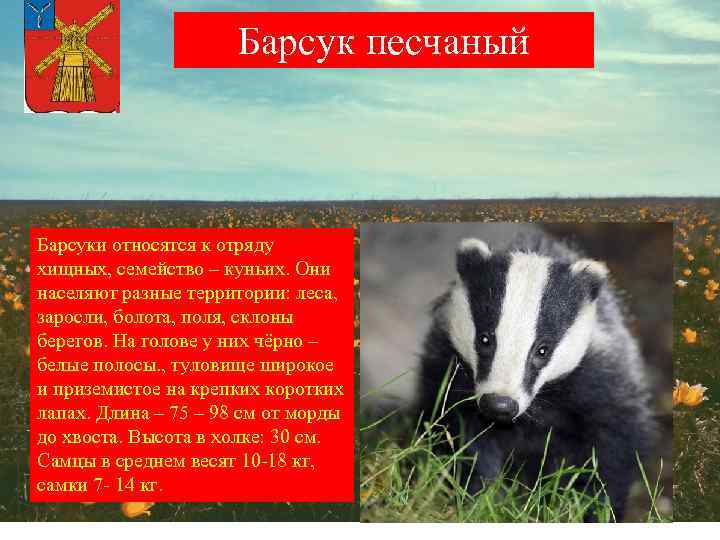 Барсук песчаный Барсуки относятся к отряду хищных, семейство – куньих. Они населяют разные территории: