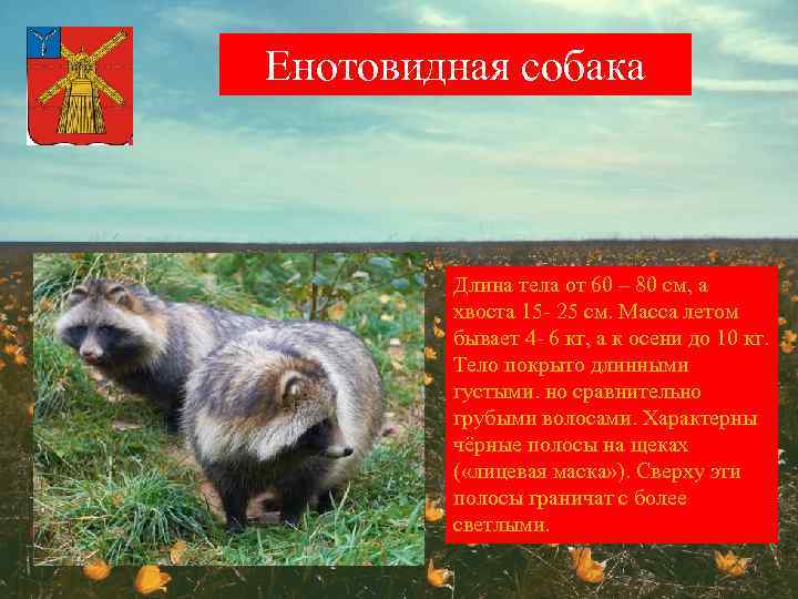 Енотовидная собака Длина тела от 60 – 80 см, а хвоста 15 - 25