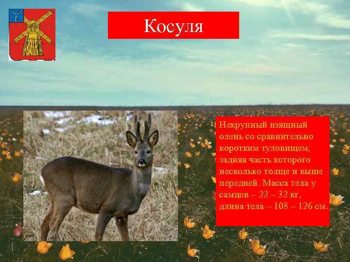 Косуля Некрупный изящный олень со сравнительно коротким туловищем, задняя часть которого несколько толще и