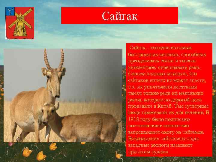 Сайгак - это одна из самых быстроногих антилоп, способных преодолевать сотни и тысячи километров,