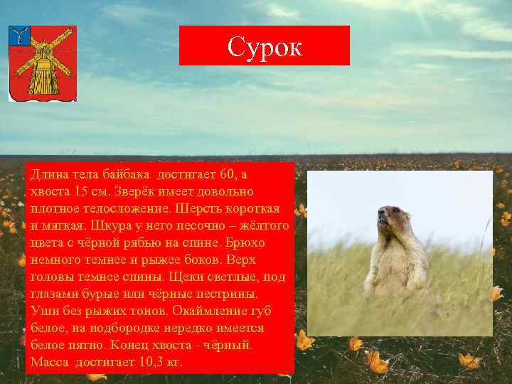 Сурок Длина тела байбака достигает 60, а хвоста 15 см. Зверёк имеет довольно плотное