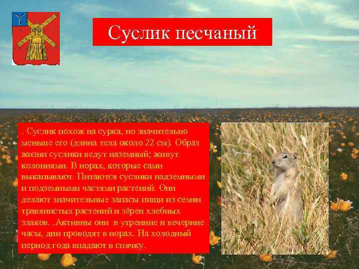 Суслик песчаный . Суслик похож на сурка, но значительно меньше его (длина тела около