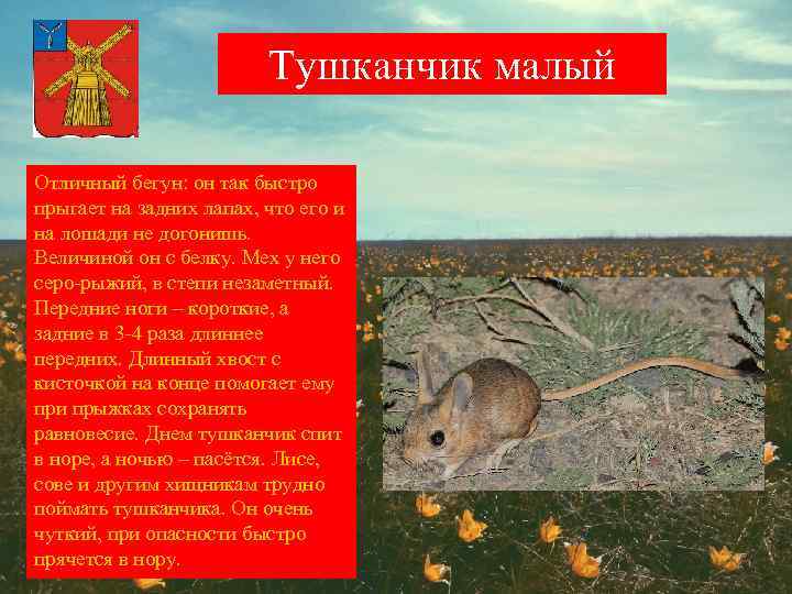 Тушканчик малый Отличный бегун: он так быстро прыгает на задних лапах, что его и