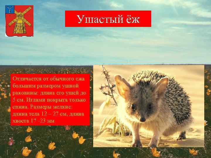 Ушастый ёж Отличается от обычного ежа большим размером ушной раковины: длина его ушей до