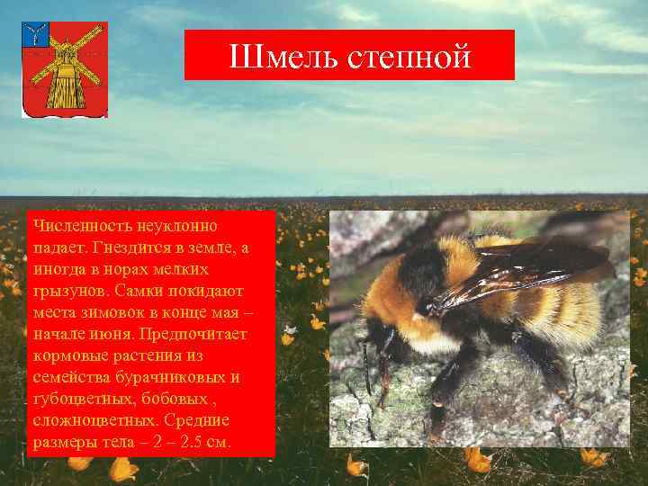 Шмель степной Численность неуклонно падает. Гнездится в земле, а иногда в норах мелких грызунов.