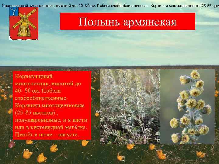 Корневищный многолетник, высотой до 40 - 80 см. Побеги слабооблиственные. Корзинки многоцветковые (25 -85