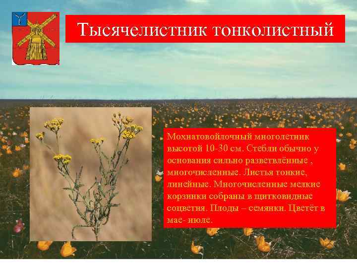 Тысячелистник тонколистный Мохнатовойлочный многолетник высотой 10 -30 см. Стебли обычно у основания сильно разветвлённые