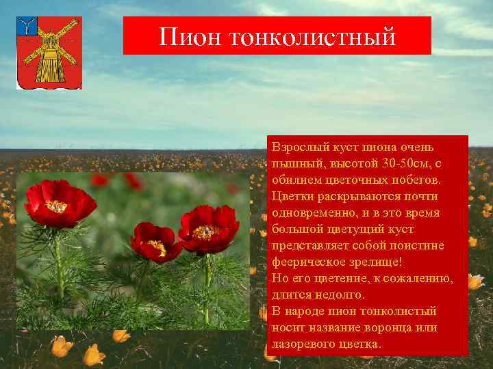 Пион тонколистный Взрослый куст пиона очень пышный, высотой 30 -50 см, с обилием цветочных