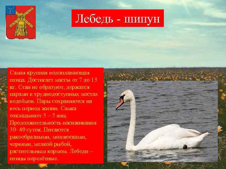 Лебедь - шипун Самая крупная водоплавающая птица. Достигает массы от 7 до 13 кг.