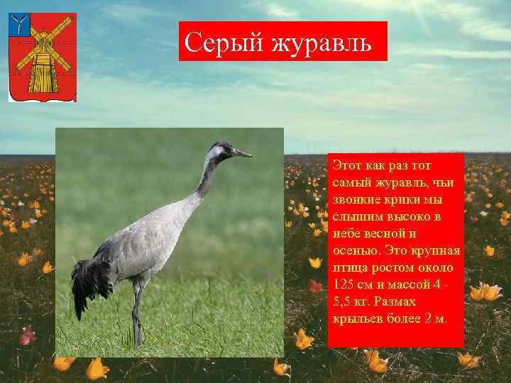 Серый журавль Этот как раз тот самый журавль, чьи звонкие крики мы слышим высоко