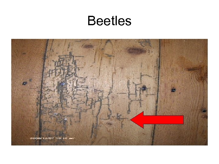 Beetles 