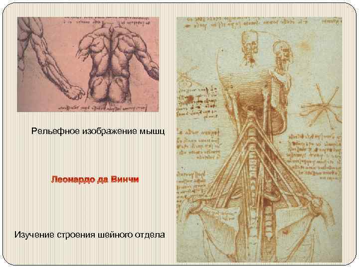 Рельефное изображение мышц Изучение строения шейного отдела 