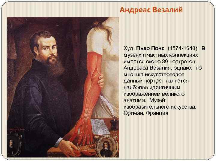 Везалий открытия. Андреас Везалий портрет. Везалий заслуги. Андреас Везалий научные труды. Андреас Везалий вклад в биологию.