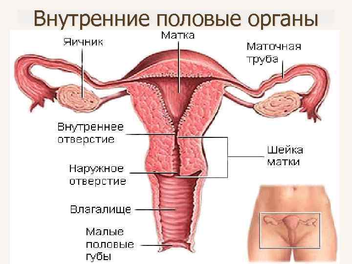 Внутренние половые органы 