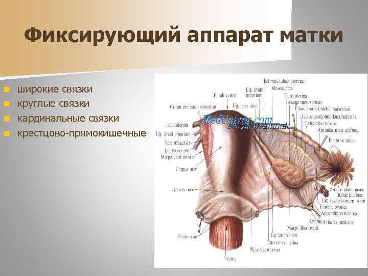 Фиксирующий аппарат матки широкие связки n круглые связки n кардинальные связки n крестцово-прямокишечные n