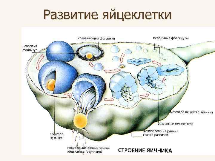 Развитие яйцеклетки 