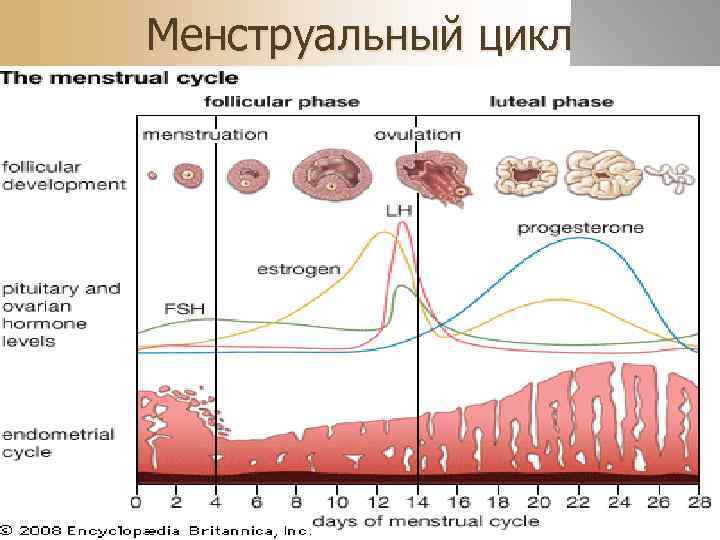 Менструальный цикл 