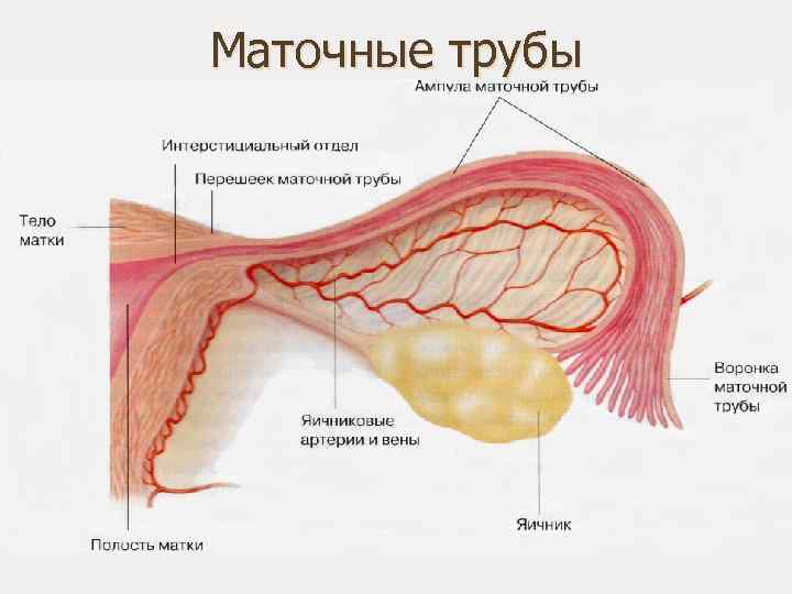 Маточные трубы 