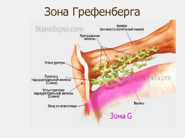 Зона Грефенберга 