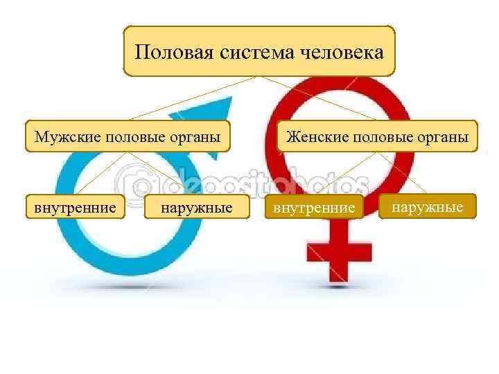 Половая система человека Мужские половые органы внутренние наружные Женские половые органы внутренние наружные 