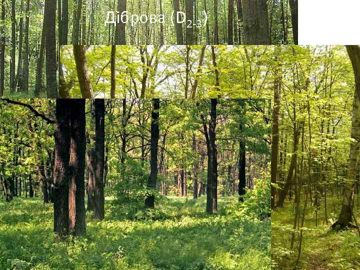 Діброва (D 2 -3) 