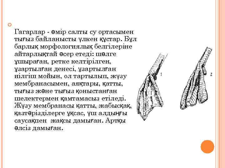  Гагарлар - өмір салты су ортасымен тығыз байланысты үлкен құстар. Бұл барлық морфологиялық