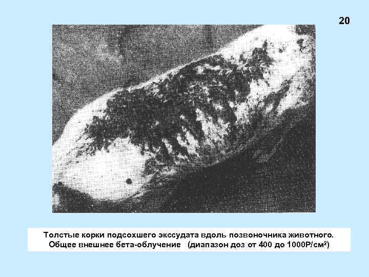 20 Толстые корки подсохшего экссудата вдоль позвоночника животного. Общее внешнее бета-облучение (диапазон доз от